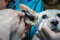中醫治療中耳炎積水：有效療法與最新研究