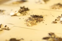 脈動性耳鳴中醫:揭開傳統療法對現代困擾的應對之道