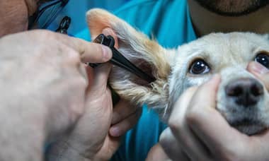 中醫治療中耳炎積水：有效療法與最新研究