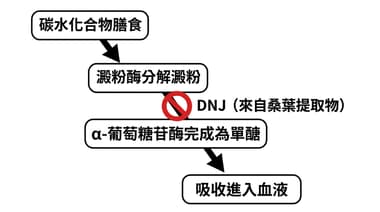 節食失敗常見原因解析：新手面對聚餐或外出用餐時該怎麼拿捏份量與自制力