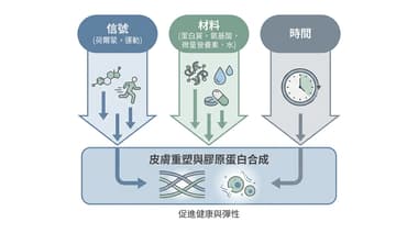 健身族常見疑問：靠毅力能促進膠原蛋白生成嗎？基本原理與專業解析
