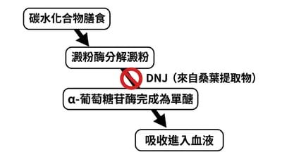 節食失敗常見原因解析：新手面對聚餐或外出用餐時該怎麼拿捏份量與自制力