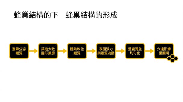 蜂巢結構為何呈六邊形？從自然觀察到物理原理解讀（適合理工科新手）