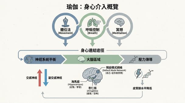 剛開始練瑜珈時，大腦結構改變的研究觀點與新手常見感受