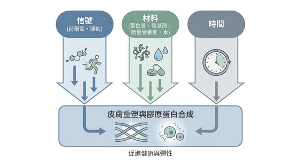 健身族常見疑問：靠毅力能促進膠原蛋白生成嗎？基本原理與專業解析