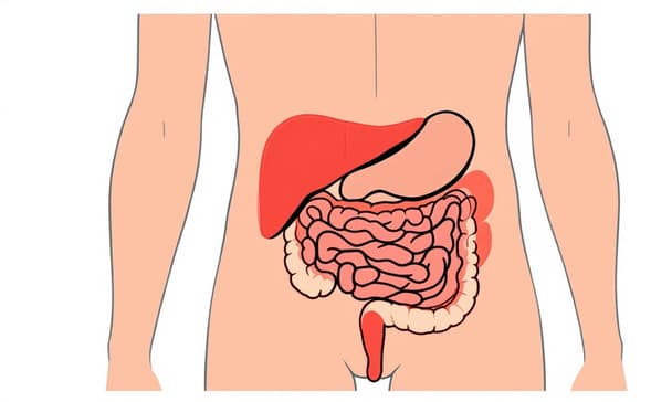 中醫減重如何改善內臟脂肪？從體質調理到斷食與膽固醇控制