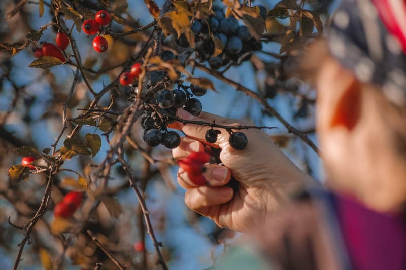 fruit-flies-prevention-tips