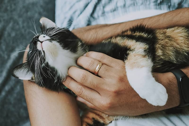 swan-neck-care-tips