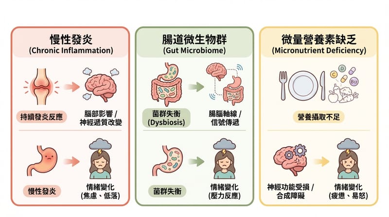 從腸胃、發炎、營養素到心情：三大影響路徑示意