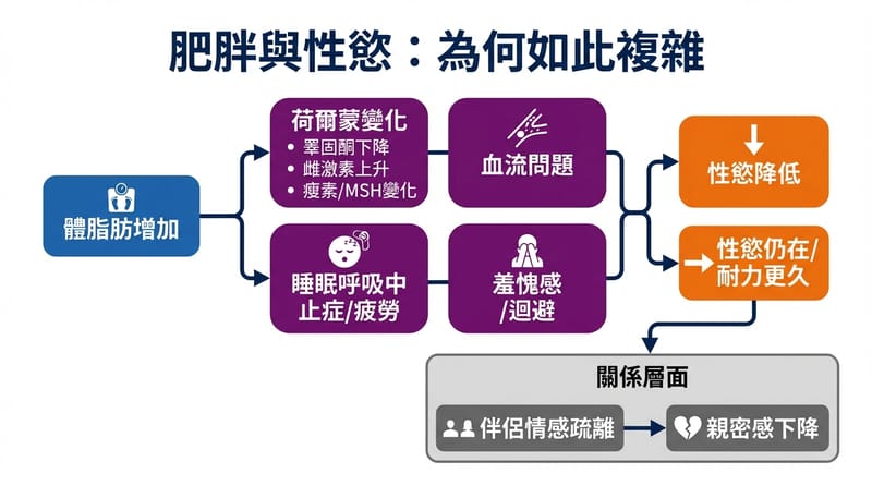 圖片 1 前段總覽：肥胖與性慾的路徑圖，一眼看懂卡在哪