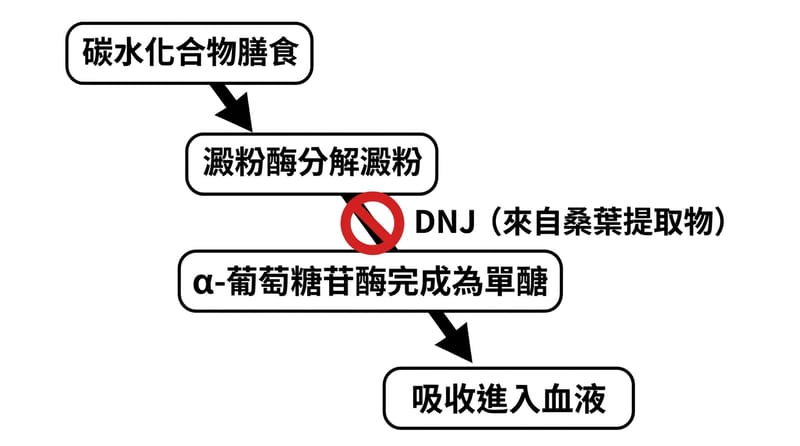 圖片1：總覽流程圖，一眼看懂「碳水 → 分解 → 吸收」哪一段被卡住