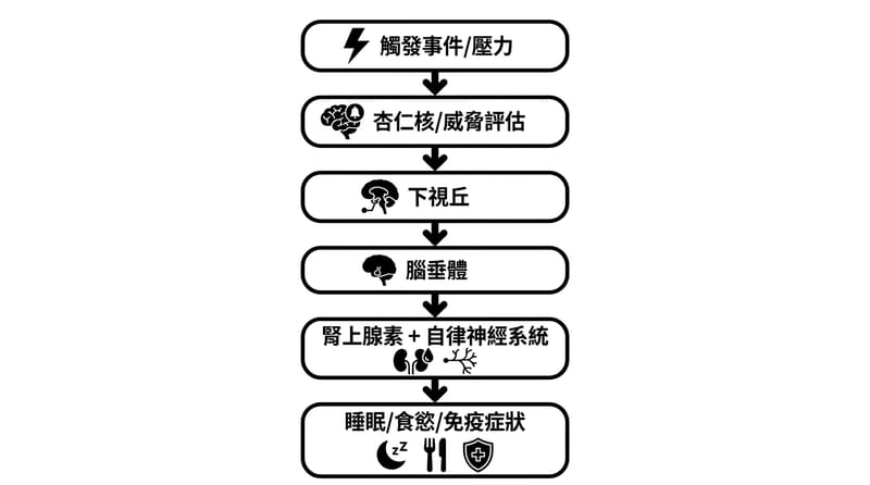核心機制示意：壓力事件如何走到自律神經、荷爾蒙，再走到睡眠、食慾、免疫感受