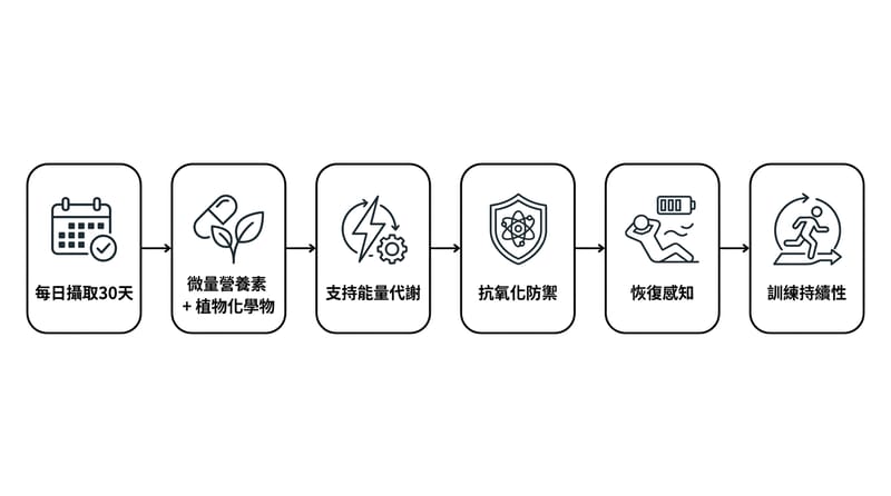 核心機制示意：從「吃進去」到「你感覺到的差異」