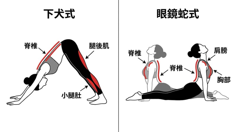 核心機制：原文強調的「伸展 + 用力」同時存在