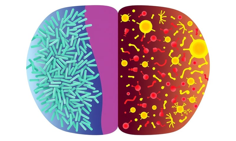 健康與失衡的私密處微生物菌叢對比